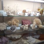 Collections sciences naturelles